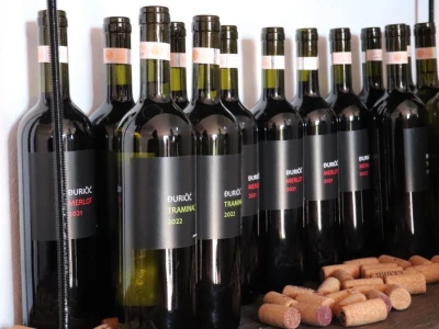 Tradicionalna rezidba vinograda na Sveti Trifun