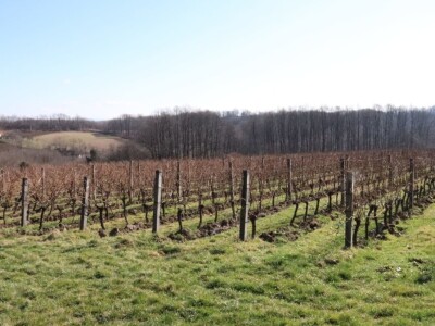 Tradicionalna rezidba vinograda na Sveti Trifun