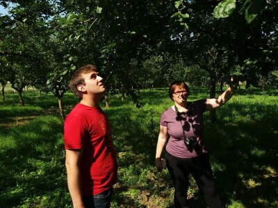 Tradicionalne sorte voća