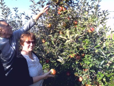 Tradicionalne sorte voća