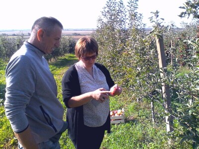 Tradicionalne sorte voća