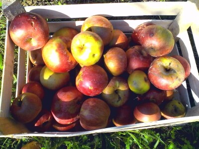 Tradicionalne sorte voća