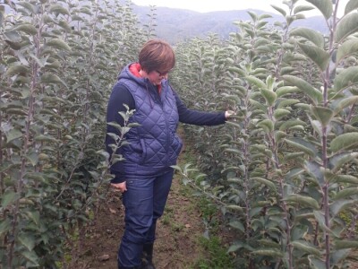 Tradicionalne sorte voća