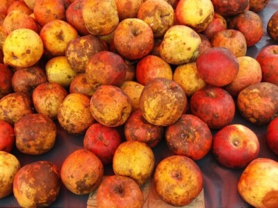 Tradicionalne sorte voća