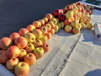 Tradicionalne sorte voća