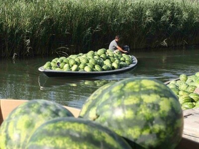 Tradiocalni transport lubenica u dolini Neretve - lađama Tradiocalni transport lubenica u dolini Neretve - lađama