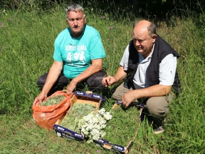 Tradicionalno branje trave ive na Bijelim vodama kod Srebrenice