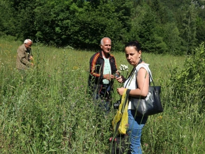 Tradicionalno branje trave ive na Bijelim vodama kod Srebrenice