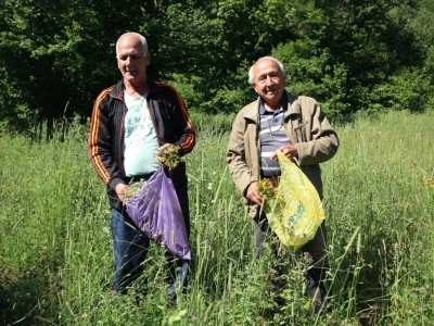 Tradicionalno branje trave ive na Bijelim vodama kod Srebrenice