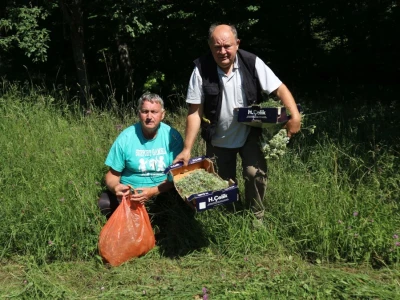 Tradicionalno branje trave ive na Bijelim vodama kod Srebrenice