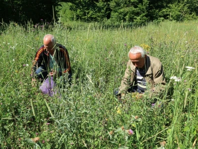 Tradicionalno branje trave ive na Bijelim vodama kod Srebrenice
