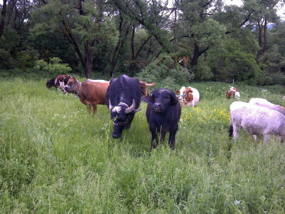 Tradicionalno stocarstvo je deo duhovnog i materijalnog nasleđa