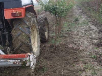 Rasadnik ruža Virag Rasadnik ruža Virag