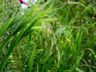 Na sušnom istarskom tlu, Davor Cetina uspješno uzgaja močvarno i vodeno bilje, trajnice i ukrasne trave