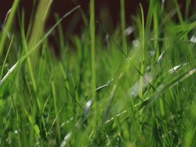 Travnjak iz blizine - makro fotografija