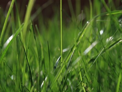 Travnjak iz blizine - makro fotografija