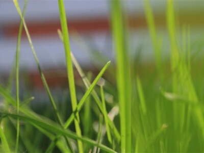 Travnjak iz blizine - makro fotografija