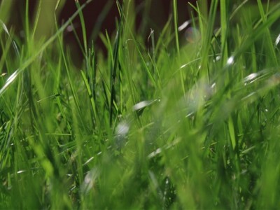 Travnjak iz blizine - makro fotografija