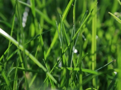 Travnjak iz blizine - makro fotografija