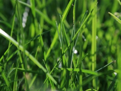 Travnjak iz blizine - makro fotografija