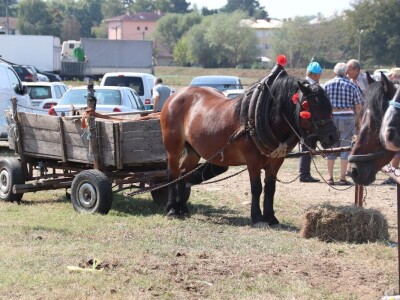 Treća Štraparijada u Derventi