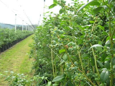 Treći sabor voćara u Gruži