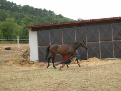 Trening kobile Alfa Polaric i psa na ranču