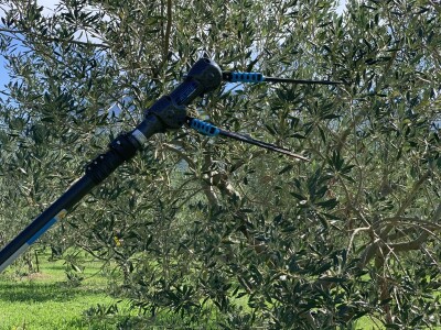 Tresač maslina - Entrada