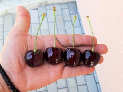 Savremeno voćarstvo budućnost Savremeno voćarstvo budućnost