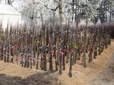 Sadnice trešanja Sadnice trešanja