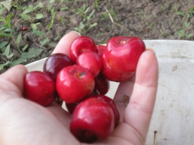 Šaka trešanja, šaka zdravlja