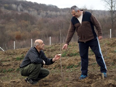 Prevladavat će trešnja Prevladavat će trešnja