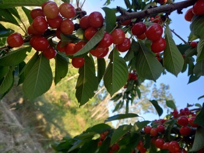 Urod trešnja na đubrivu Urod trešnja na đubrivu