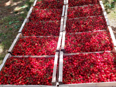 Trešnje maj-juni 2022 Trešnje maj-juni 2022