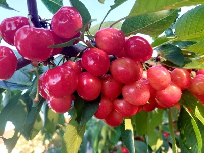 Trešnje maj-juni 2022 Trešnje maj-juni 2022