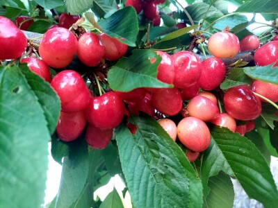 Trešnje maj-juni 2022 Trešnje maj-juni 2022