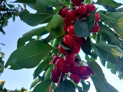 Trešnje maj-juni 2022 Trešnje maj-juni 2022