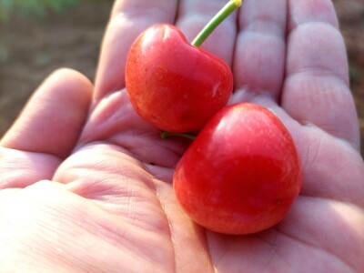 Trešnje maj-juni 2022 Trešnje maj-juni 2022