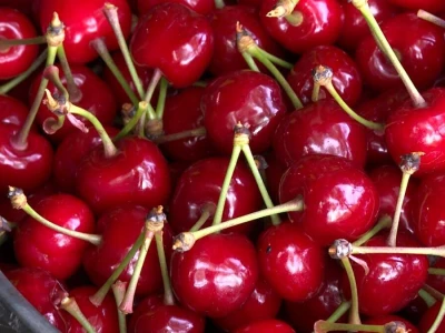 Trešnje na imanju Sakiba Sarvana u Tarevcima kod Modriče