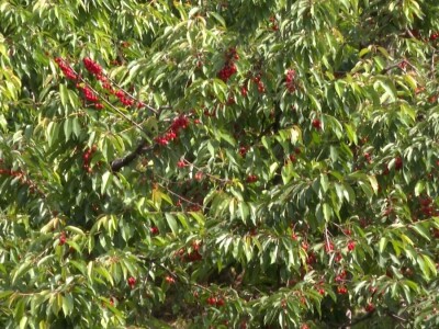 Trešnje na imanju Sakiba Sarvana u Tarevcima kod Modriče Trešnje na imanju Sakiba Sarvana u Tarevcima kod Modriče