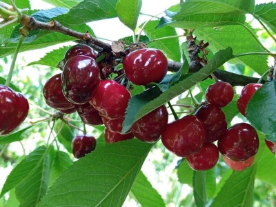 Trešnje na imanju Sakiba Sarvana u Tarevcima kod Modriče Trešnje na imanju Sakiba Sarvana u Tarevcima kod Modriče