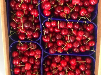 Trešnje na imanju Sakiba Sarvana u Tarevcima kod Modriče Trešnje na imanju Sakiba Sarvana u Tarevcima kod Modriče