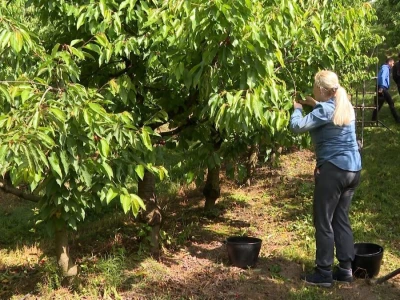Trešnje na imanju Sakiba Sarvana u Tarevcima kod Modriče