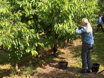 Trešnje na imanju Sakiba Sarvana u Tarevcima kod Modriče Trešnje na imanju Sakiba Sarvana u Tarevcima kod Modriče