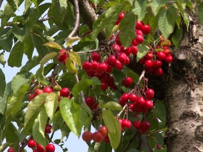 Trešnje na imanju Sakiba Sarvana u Tarevcima kod Modriče Trešnje na imanju Sakiba Sarvana u Tarevcima kod Modriče