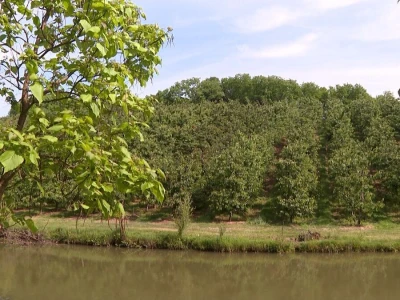 Trešnje na imanju Sakiba Sarvana u Tarevcima kod Modriče