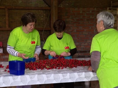 Trešnje na imanju Sakiba Sarvana u Tarevcima kod Modriče Trešnje na imanju Sakiba Sarvana u Tarevcima kod Modriče