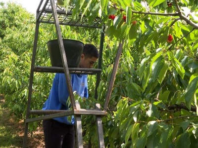 Trešnje na imanju Sakiba Sarvana u Tarevcima kod Modriče Trešnje na imanju Sakiba Sarvana u Tarevcima kod Modriče