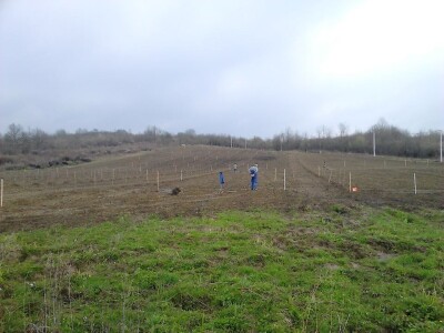 Mladi nasad trešanja Mladi nasad trešanja