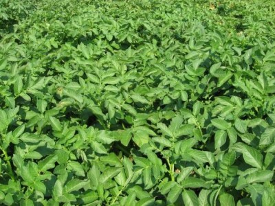 Održani Dani polja krumpira u Hercegovcu